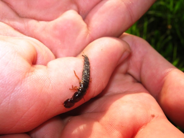 larva di? Staphilynidae